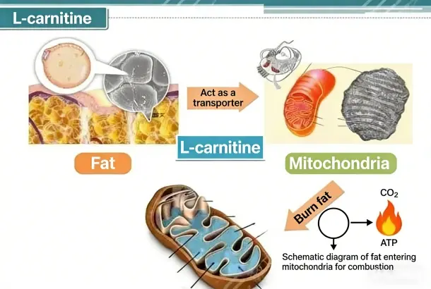 The mechanism of action of L-carnitine powder