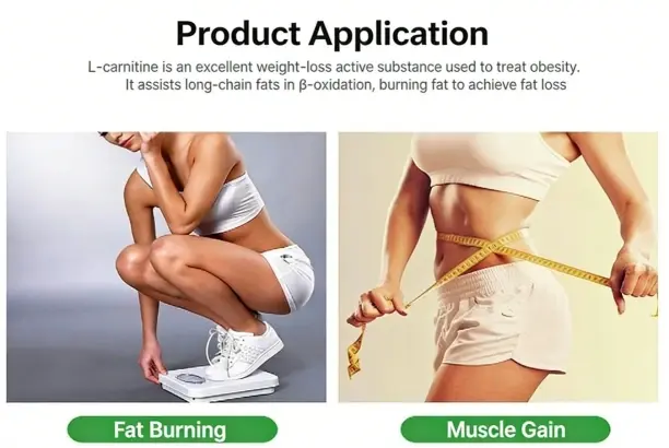 Applications of L-carnitine powder Applications of L-carnitine powder