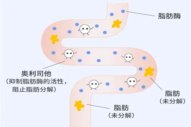Orlistat powder mechanism of action Orlistat powder mechanism of action