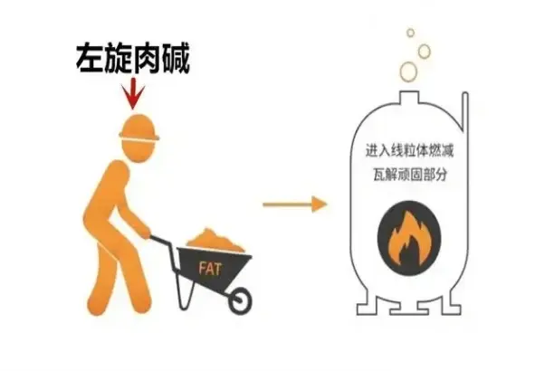 Fatty acid transport function of L-carnitine Fatty acid transport function of L-carnitine