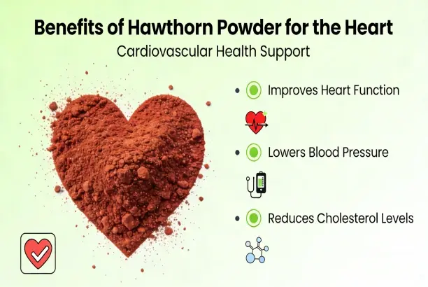 Benefits of Hawthorn Extract Benefits of Hawthorn Extract