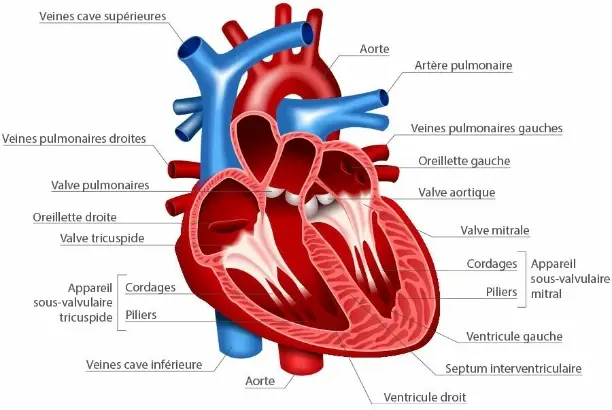 Cardiovascular Support Mechanisms