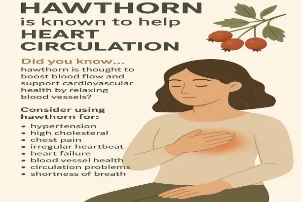 Its Cardiovascular Benefits