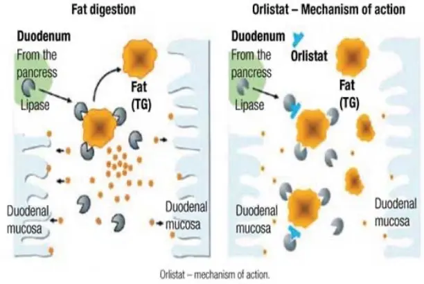Mechanism of action Mechanism of action