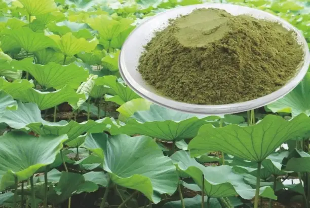 lotus leaf extract