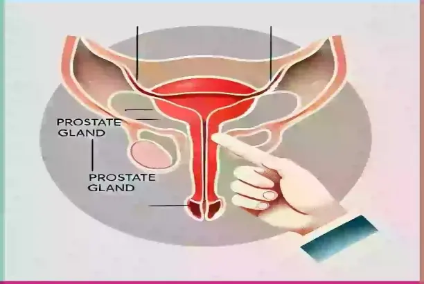 Improve men's erectile function Improve men's erectile function