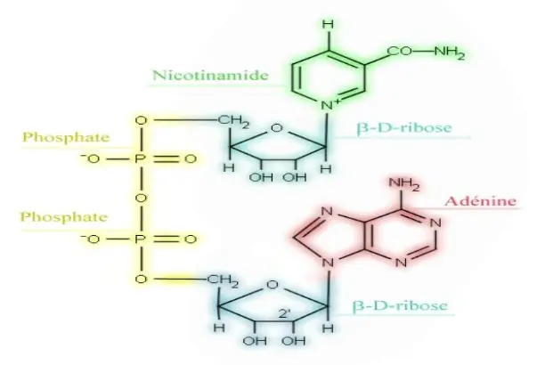 Nicotinamide Riboside Bulk Powder