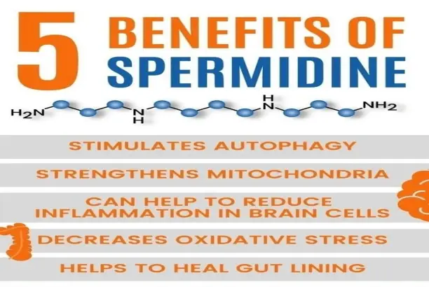 spermidine powder