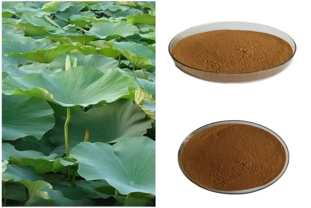 lotus-leaf-extract lotus-leaf-extract