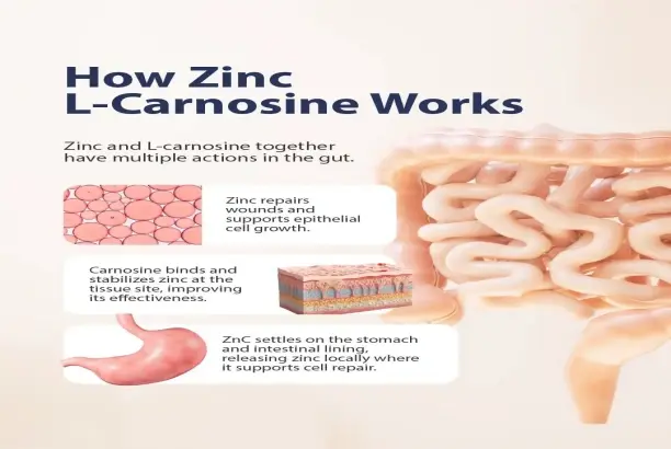 L-Carnosine L-Carnosine