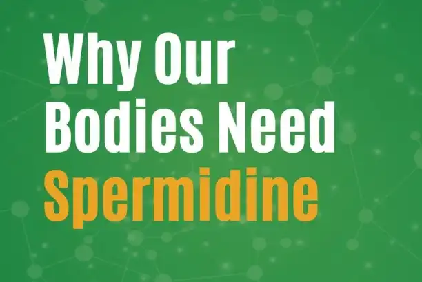 Spermidine: The Secret Key to Reproductive Health