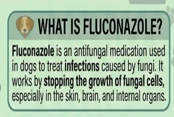 Fluconazole Powder Explained: Structure, Properties, and Basics