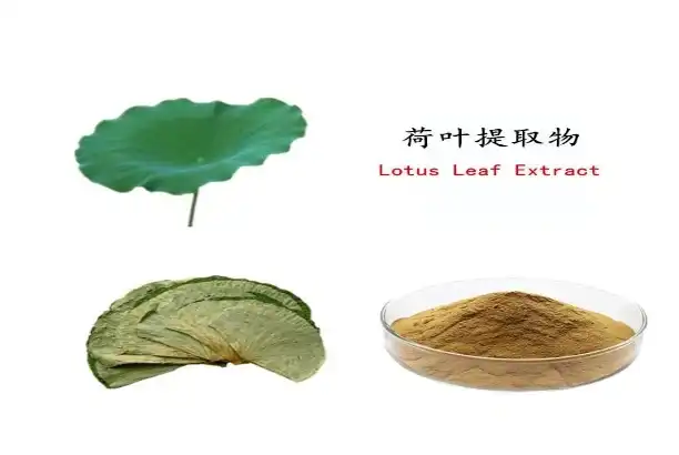 What does lotus leaf extract do?