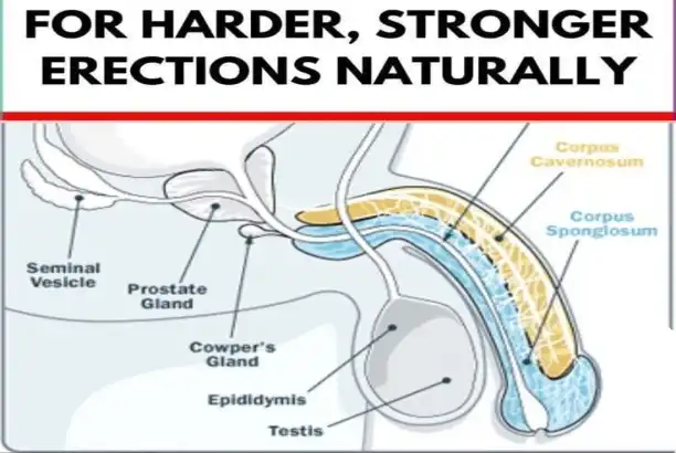 Why Is Raw Tadalafil Powder Popular in PDE-5 Research?