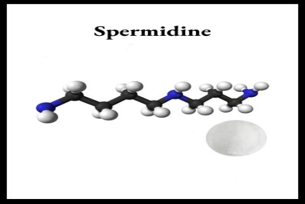 How Spermidine Powder Can Improve Your Overall Health?